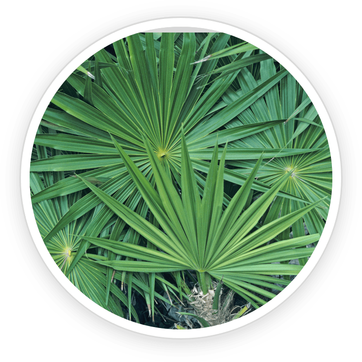 Saw Palmetto PotentStream Ingredient